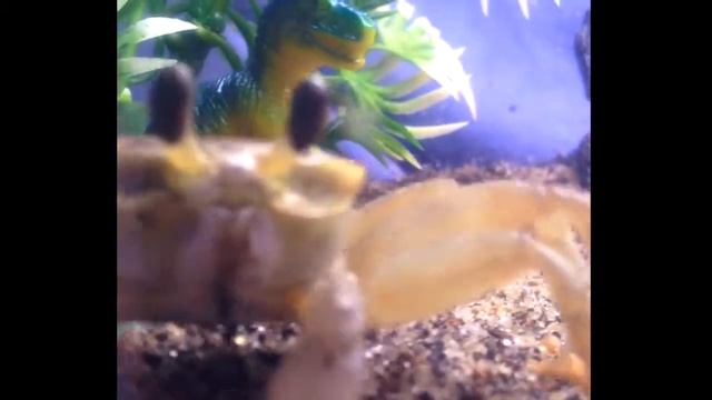 Ocypode quadrata - eating 1 смотреть онлайн