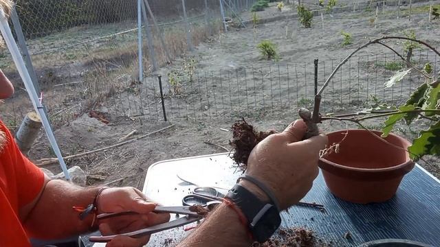¿Como Trasplantar Un Bonsai? Quercus Faginea 💯🎉