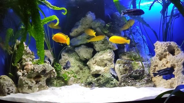 Malawi aquarium 🐠 piano relax music 🎹🎶🎵 смотреть онлайн