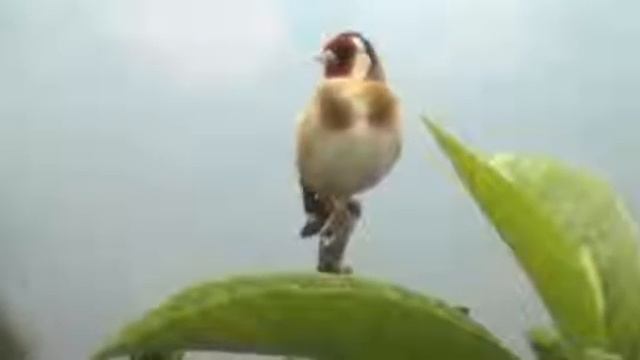 Голоса птиц. Щегол (Carduelis carduelis) смотреть онлайн