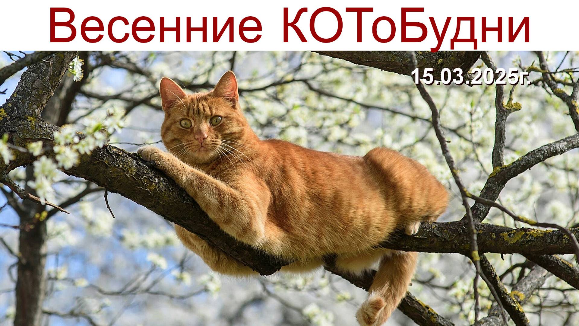 Всё бодрее и рыжее весенние коты или КОТоБудни от 15.03.2025 г. смотреть онлайн