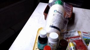 Паутинный клещ на рассаде томатов. Какие меры приняты. 7. 03