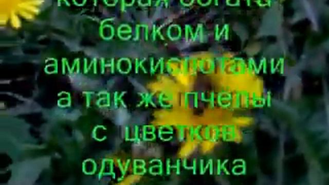 Одуванчик смотреть онлайн