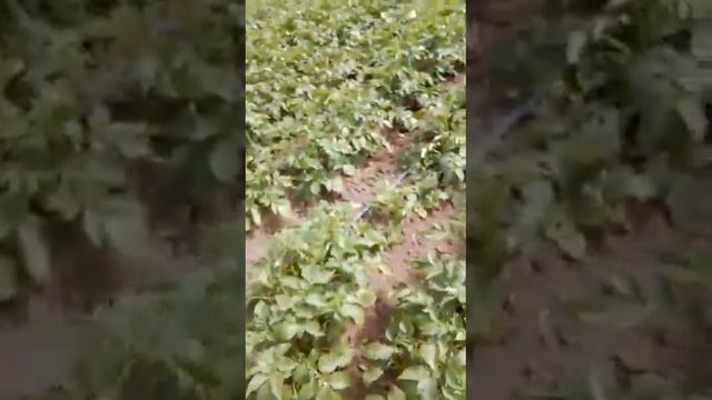 Огород без химии.Органическое земледелие. смотреть онлайн