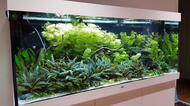 Ian's Juwel Rio 450 LED Aquarium смотреть онлайн