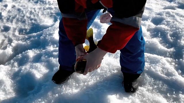 Winter Hot Tent Camping on Mississippi River {Catching Tons of Fish} смотреть онлайн