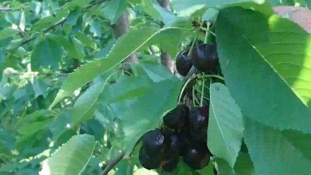 Štetočina trešnjina muva смотреть онлайн