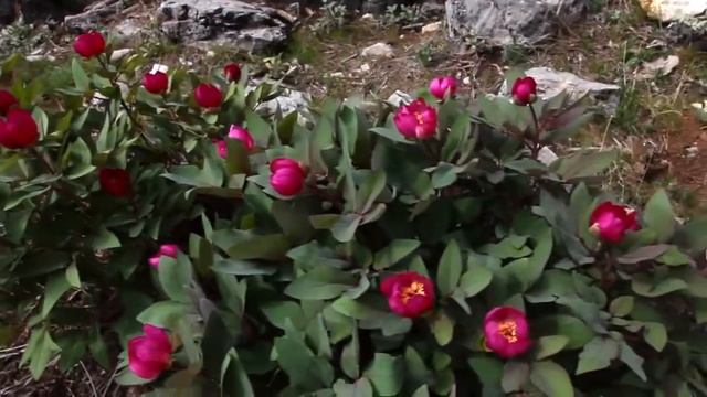 Antalya Expo 2016 смотреть онлайн