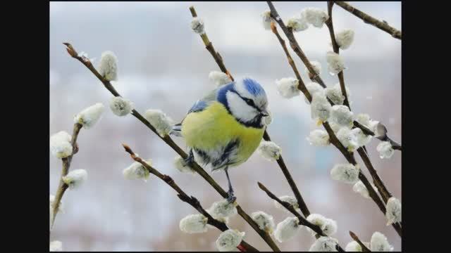 Рано верба распушилась.. Андрей Фролов. смотреть онлайн