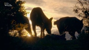 Новая дикая природа Европы 1 серия «Возвращение титанов» (документальный сериал, 2020)