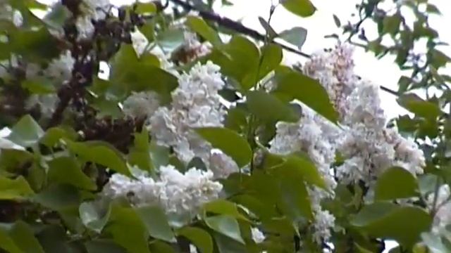 SDV 0495 смотреть онлайн