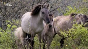 Новая дикая природа Европы 5 серия «Возвращение чистильщика» (документальный сериал, 2020)