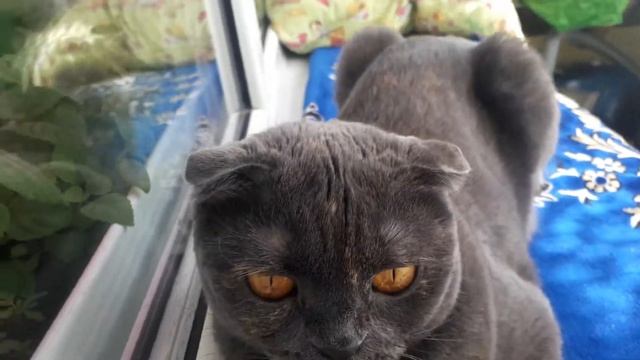 опять балкон, Но нечего страшного😅 смотреть онлайн