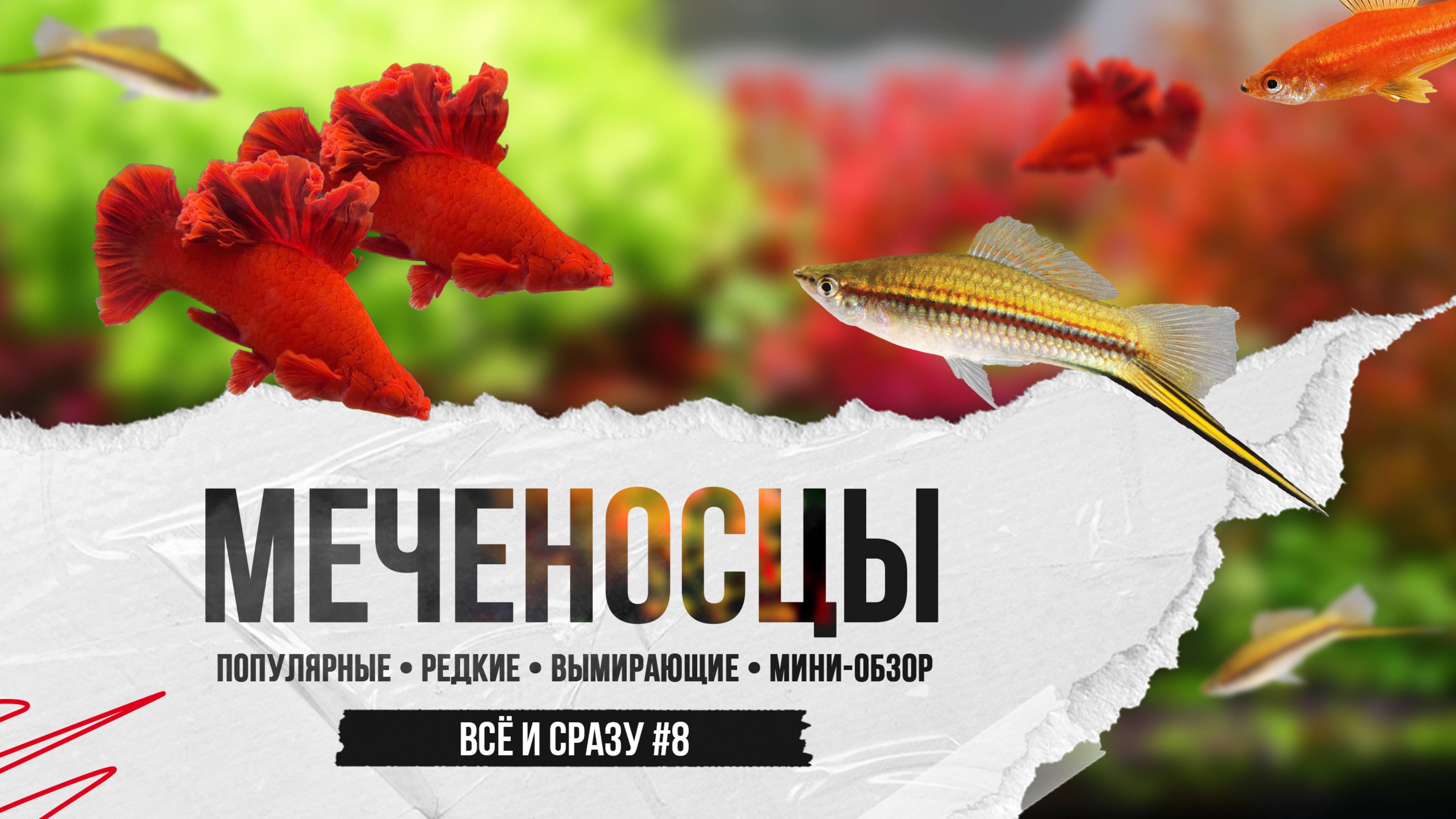Меченосцы - популярные живородящие аквариумные рыбки смотреть онлайн