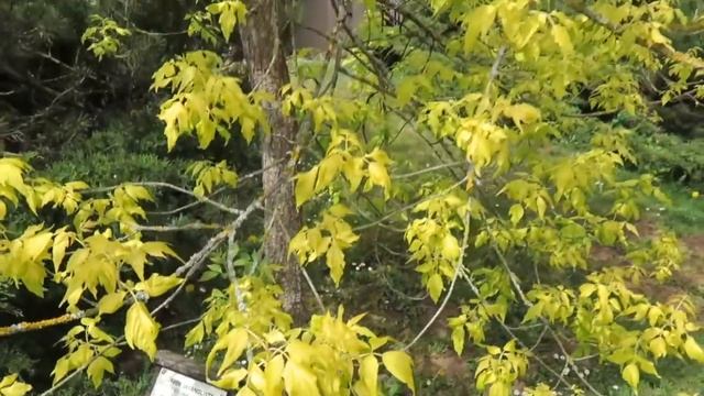 Acer negundo 'Odessanum' javor jasanolistý смотреть онлайн