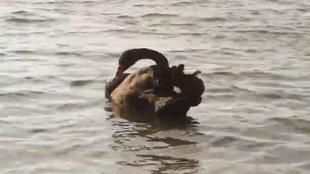 Black Swan in Kursk смотреть онлайн