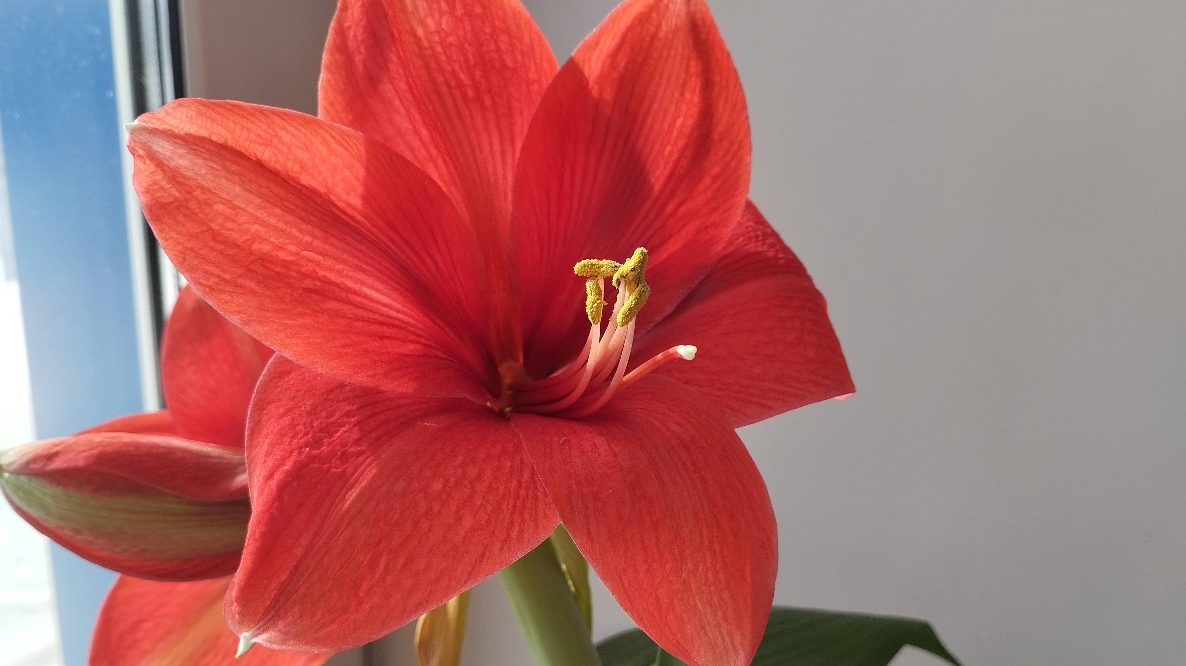 Цветение гиппеаструма. смотреть онлайн