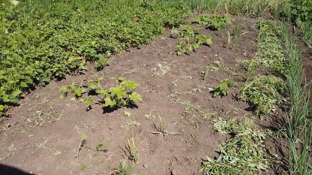 Июнь Прополка огорода и домашние развлечения 2021 смотреть онлайн
