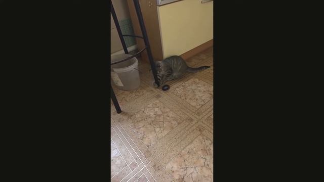 Котик грається резинкою