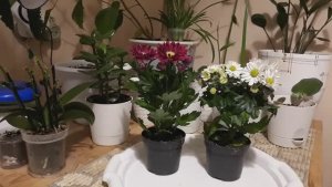 Хризантемы в горшке! Пересадка, как ухаживать!