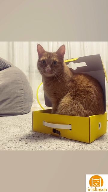 Коробка счастья 📦😸