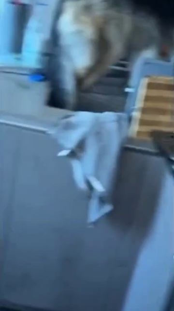 Kurwa, piesek! смотреть онлайн