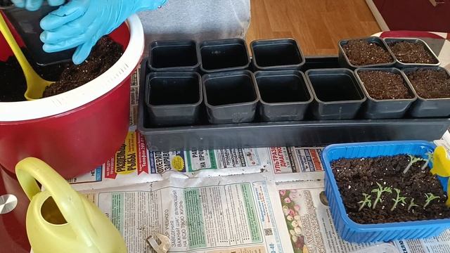 Рассаживаю томаты и перцы. Гном полосатый анто, Десперадо и перцы Конфетка смотреть онлайн