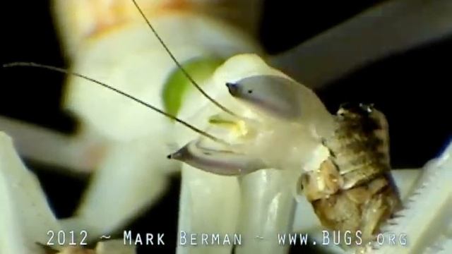 Orchid Mantis (Hymenopus coronatus) eats a Cricket смотреть онлайн