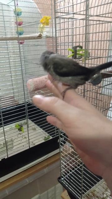 Ручной птенец японской амадины 🐥. 26.08.22. смотреть онлайн