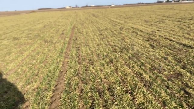 Состояние озимого ячменя после зимы 04.03.2021 смотреть онлайн