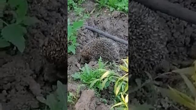 Натуралист Ежик смотреть онлайн