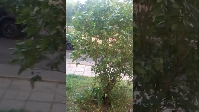 Вид из балкона смотреть онлайн