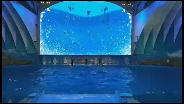 Дельфинарий Приморский край Владивосток смотреть онлайн