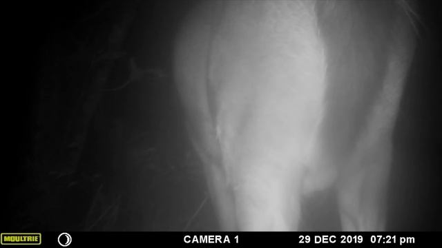 Buck Teabags Camera At The North Forty смотреть онлайн