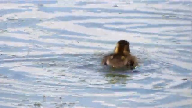 103 Polák velký, Aythya ferina, Common Pochard, Tafelente, Jarmila Kačírková смотреть онлайн