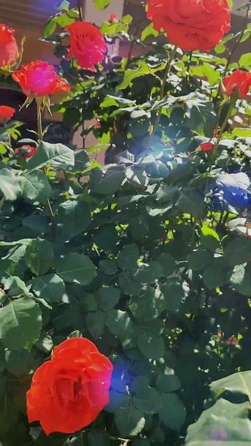 Khore Ma kra Faryadona | Nazam by little girl | Gulab | Roses | #highskies #spring #nature #beauty