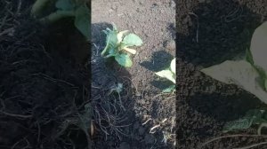 посадка картофеля рассадой