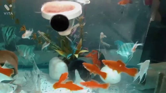 ❤Angelfish, Red Platt, Electric blue Ramirezi❤ смотреть онлайн