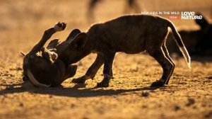 Дикие детишки 1 серия «Гиеновидная собака Лайка» (документальный сериал, 2021)