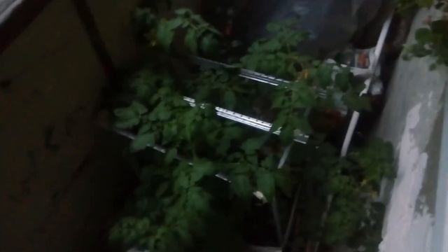 Огород на балконе своими рука смотреть онлайн