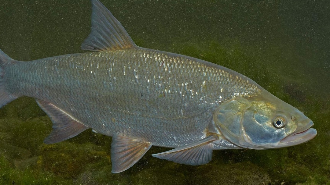 Ловим жереха