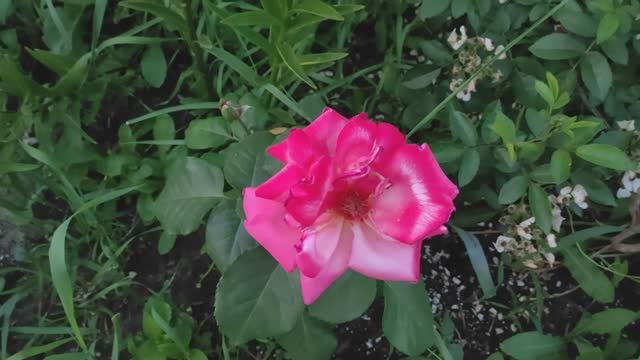 КАК ЖЕ ТАК! ПЕРЕСОРТ ИЗ ПИТОМНИКА РОЗ П.КОЗЛОВОЙ! РАЗОЧАРОВАНИЮ НЕТ ПРЕДЕЛА. #розы #пересорт смотреть онлайн