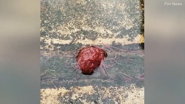 УЖАС!!! КАНАЛИЗАЦИОННЫЙ МОНСТР смотреть онлайн