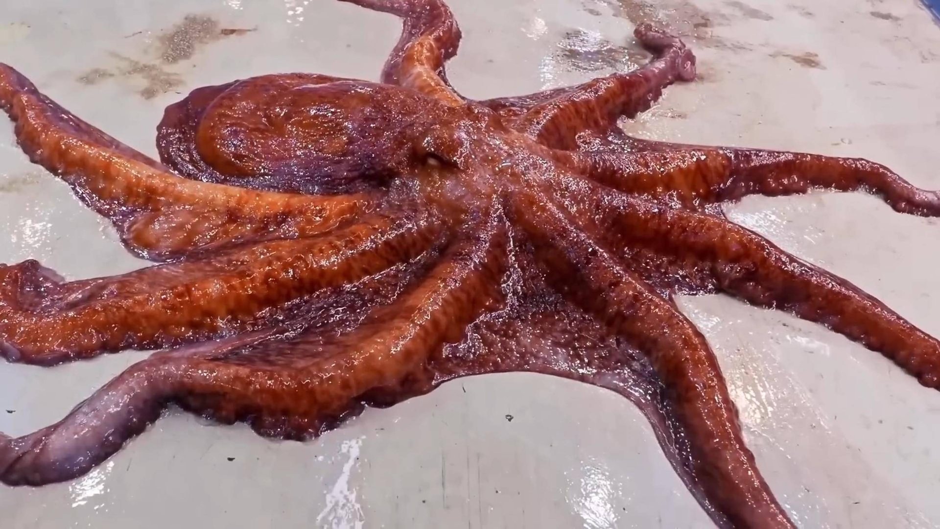 как приготовить осьминога смотреть онлайн