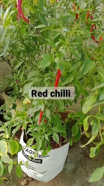 Red Chilli Today смотреть онлайн