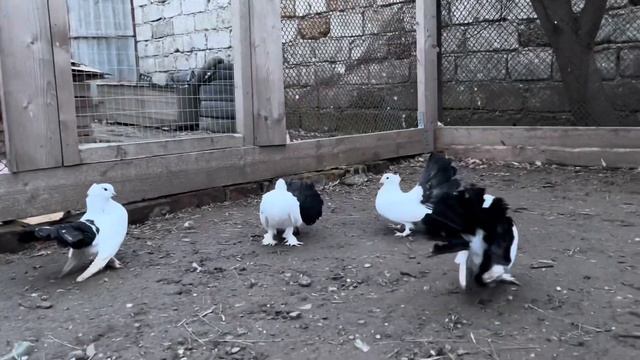 Голуби павлины. Индийские павлины. Indian Fantail Pigeon 2021. Крым. Нижнегорский район.+7978895959
