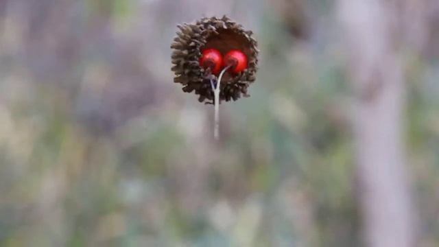 ソヨゴがアベマキのブランンコに乗って смотреть онлайн