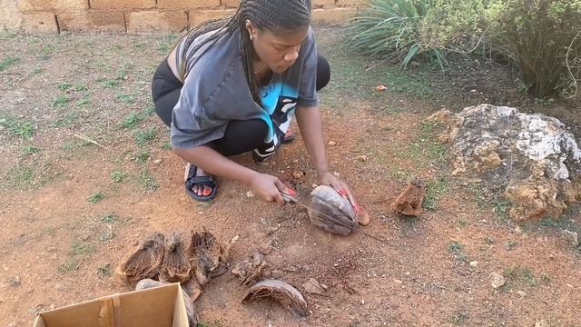 Chopping dry coconut Jamaican style with a machete смотреть онлайн