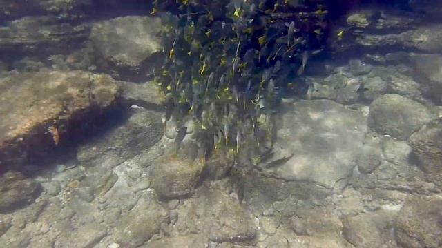 Favorite Yellowtail Surgeonfish at Isla Isabel смотреть онлайн