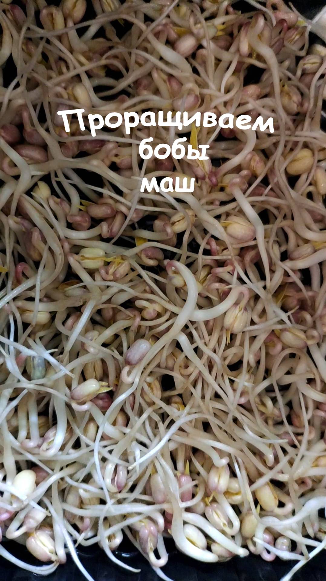 Как прорастить бобы мунг маш смотреть онлайн